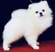  Avalon's White Knight of Chiao Li Ya