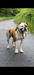 Gatehouse bulldogs The Dutchess