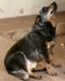 Quality Heeler's Cassandra