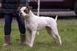 NKC Gr CH/Jr CH, UKC CH Roper Leavin a Legacy