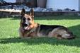Beretta Sagebrush German Shepherd