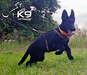 Bongo of k-9 top training