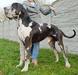 CH Bulgaria J'Dore des Terres de Brandon
