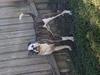 Chevelle of Lott’s American Bulldogs