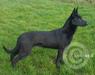 K9Royals Lin