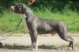  Gunsmoke’s Carbon Copy