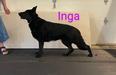 Int. Nat. CH Diwaids Inga vom Majorhaus