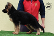 Athos aus Königsdorf