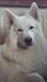 BJCH, LUXJCH, CIBJ Very funny Mr Magoo of the Dutch Highlands