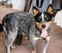 Cattle Dogs of Arizona's Sky