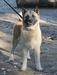 CH GEO, CAC x3, CACIB x3, BOS x2 Dixie Moby Okros Velidan