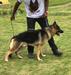 Pegasus do Nery Dogs