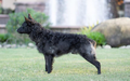 Herdabout Artic Surprise