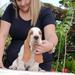 BRave Basset TITO