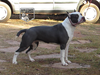 AMSTAFF CAMARILHA DO JERIVA SYRAX