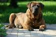 TAO DEL PERRO H-JESSY