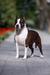 Junior Ch of Russia and the RKF, Ch of Russia and the RKF Khalisa Lady Tirell Iz Doma Lankaster