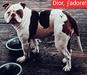 El marginal bull's dior