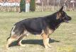 SG Fantast von Walshagen