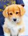 Mejor cachorro , Mejor Joven ALGICOR KINDNESS ALWAYS