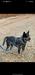 ODIN OF HEELER'S SELIVON