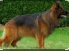Nanook  du Domaine de Sanctae Crucis