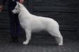 Story Of My Life SIR BASTIAN Lord Of The White Shepherd
