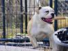 Old Toned Bulldogs Nuni
