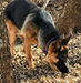 Lobito Von Kindheitstraum (Seymour)