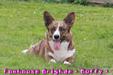 CACIB(1) - CACS(3) Foxhouse Brighde (Buffy)