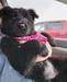 Rosalie Vashaus/m&m shepherds