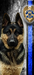 Major Vaughn Collins <span style="color: darkblue">Obedience</span>