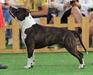  STAFF ABSOLJUT OZZY WILD WEST