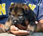 G-Kora of k-9 Top Training