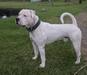 HammerHead American Bulldogs Jasper of P.A.B.A