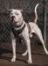 ABA GR CH MpKennel's R'T-Rex of SoB