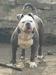 R & J Bullyz Bella @ H.U.D Bullyz