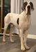  Ike Of Lauer Danes