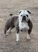 DoggePound’s Cleopatra