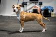 Royal Amstaff Ready To Rock