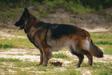 jägerins kitana kia vom richter <span style="color: darkblue">Service dog, CGC, TKN</span>