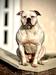Salvus Bulls Bomboo