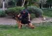 Pacco Vardar Wolf