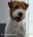 SPIKE Depeche Canis