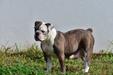 Old Toned Bulldogs Nana