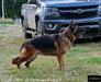 Jessie of Ozark Mountain German Shepherds
