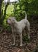HammerHead American Bulldogs Shiloh