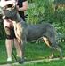  Gigantic Dog Eleonora Gor Mari