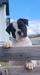 World ReNowned American Bulldog's Black Sammy