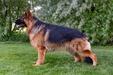 International Junior Puppy Championship (IntJR), HnrJR, NatJ Cruz Rambo vom Mittelwest